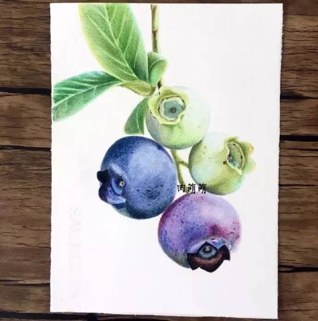 三分钟学画 | 画出酸甜的肉萌萌蓝莓彩铅!