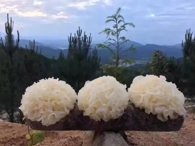 此地还有 棉籽壳与木屑等上好原材料精致的肥沃菌棒为银耳的生长提供