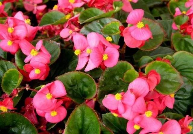 【植物养殖】四季海棠花的养殖方法和注意事项