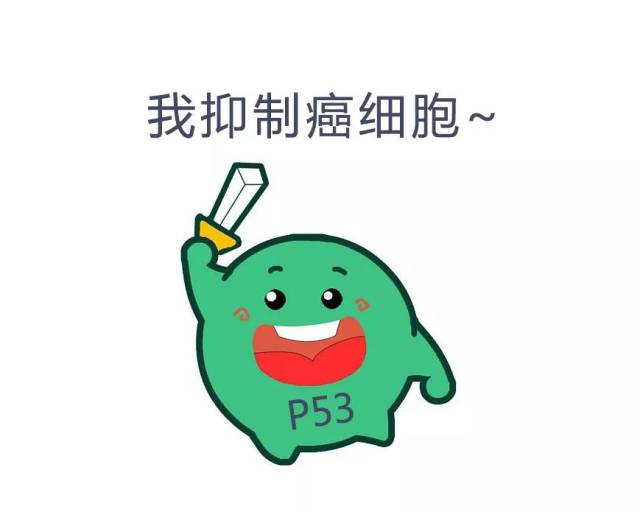 什么是p53基因检测?