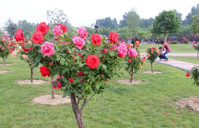 花卉经济渐成现代农业新亮点(图1) 花卉经济渐成现代农业新亮点(图1)