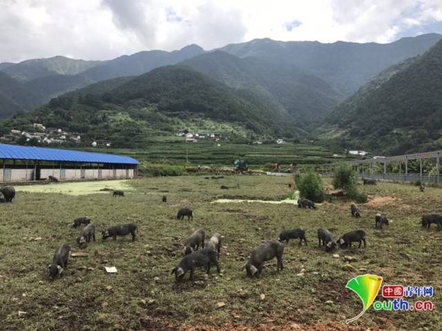 高黎贡山猪养殖基地. 中国青年网记者张瑞宇摄