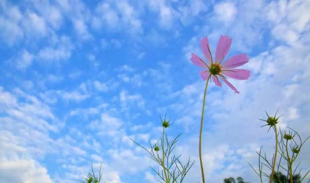 ——节选自周国平《逆境也是生活》