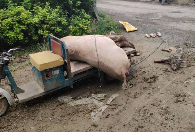 发现在一个垃圾场附近 一辆三轮车上架着一头近300斤的猪 旁边还耷拉