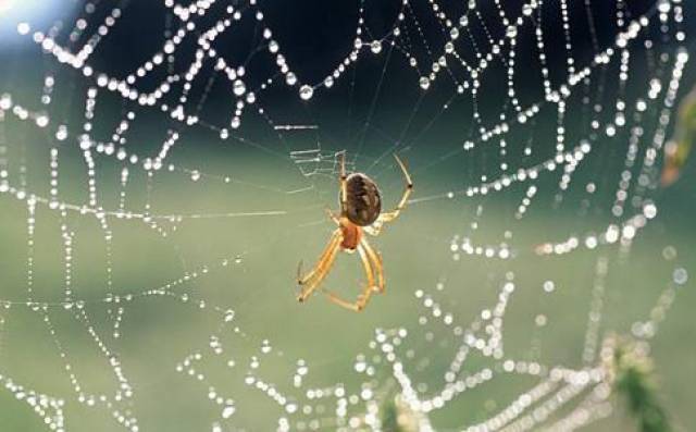 蜘蛛结网时,第一根线是怎么到另一边的?