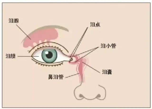 眼睛干涩可能是鼻内管出来问题!眼睛干涩来看看吧