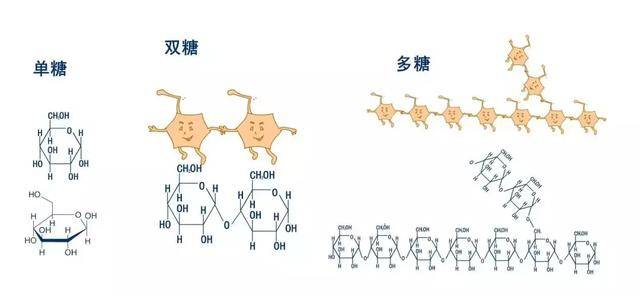 葡萄糖果糖蔗糖碳水化合物傻傻分不清看完这篇就全懂了