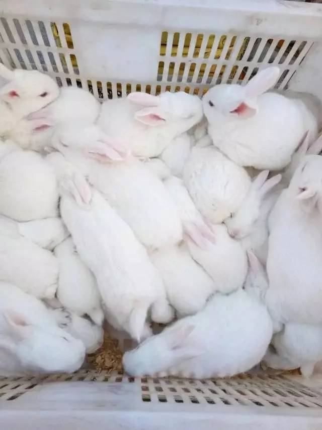 养兔人对农民散户养殖兔子的忠告及建议,值得收藏