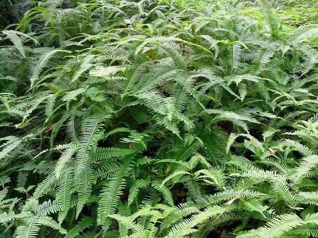 斗门山里常见植物,还记得小时候上山收芒,煲水煮饭!