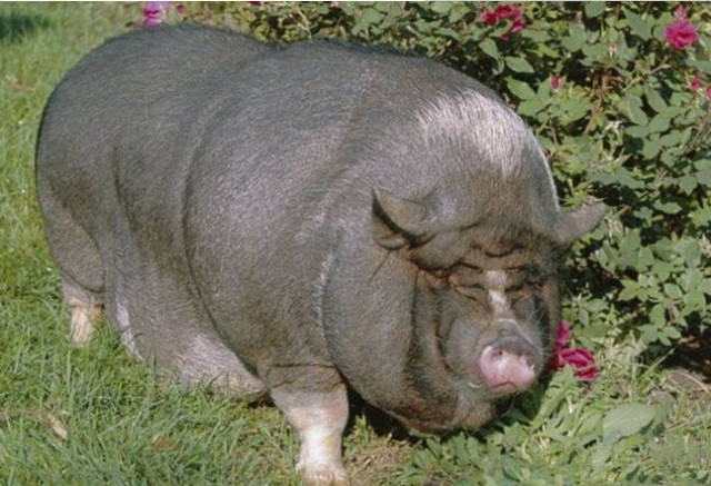 这是一头肥猪应有的样子,养殖户肯定是非常开心的.