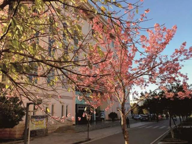 厉害了,云南大学滇池学院!