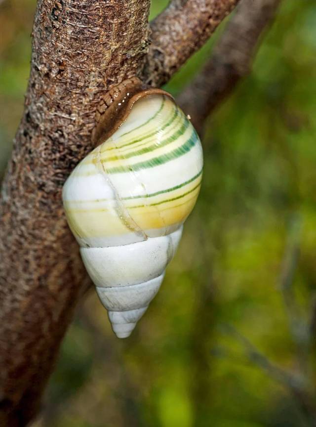 南美大蜗牛 在巴西等南美国家的丛林中,生活着一些个头很大的蜗牛,壳