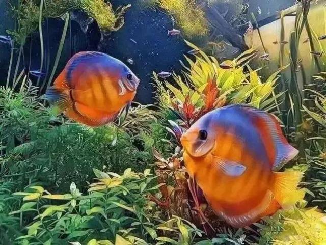 适合家里养的小鱼图片 f1e104cd96c6412388d8a7a728374533.jpeg