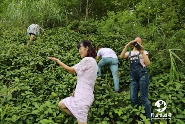 童年回忆:筠连的野地瓜又熟了,在外的筠连人你有钱也买不到!