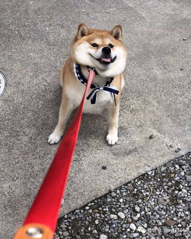 我不想我不想我不想回家～这贪玩的柴犬,简直是一行走的表情包