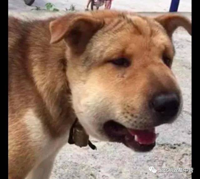 狗狗为保护主人想把蜜蜂赶跑,结果脸却被叮肿了,看了想笑!