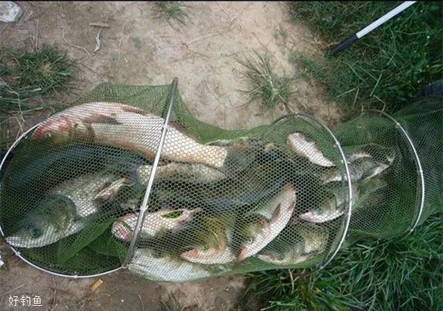 夏钓鲢鳙,这款穿透力极强的饵料助你爆护