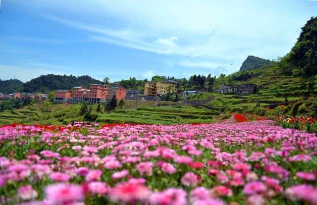 綦江花坝:鲜花小镇·花漾谷