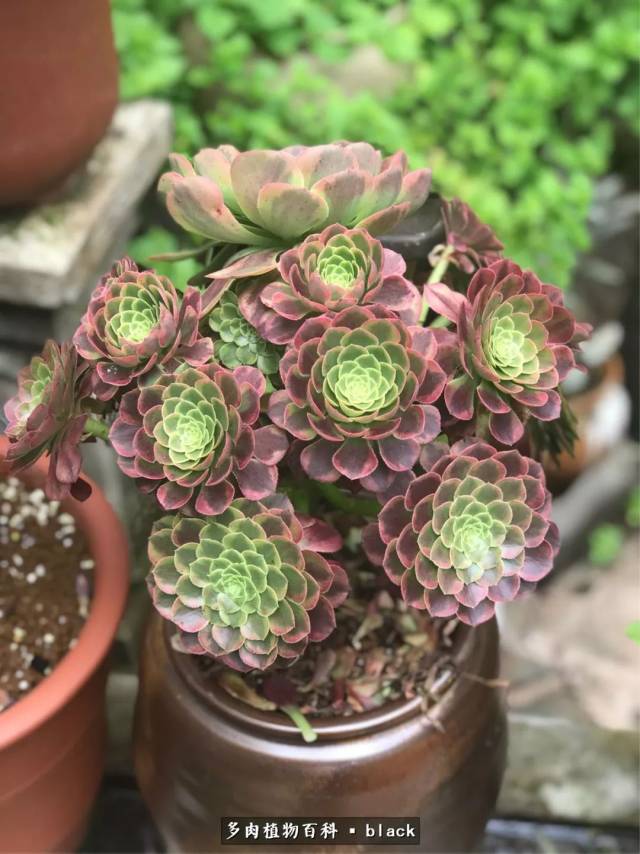 红覆轮法师:似花又非花,美得像幅画!