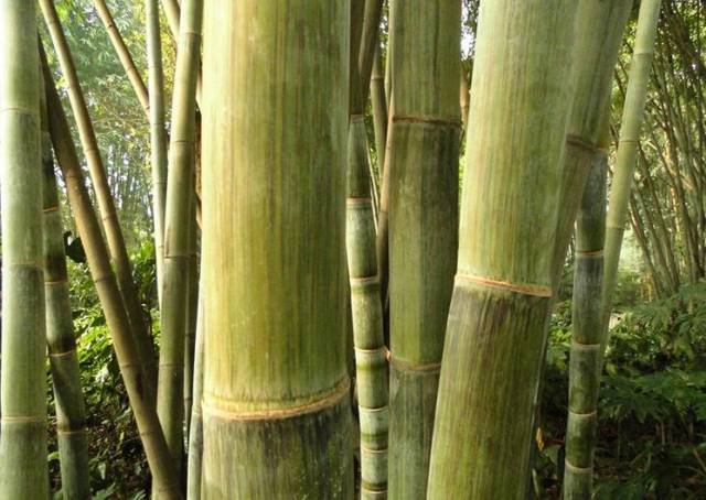 花吊丝竹所属被子植物门,分布于广西南部丘陵地及石灰低山常见竹种.
