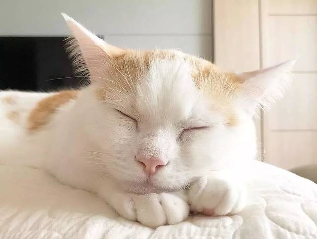 ins上这只"贪睡猫"火了!无数网友每日催更,只为看它睡觉!