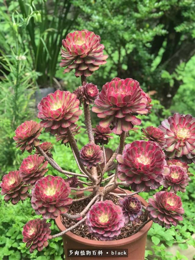 红覆轮法师:似花又非花,美得像幅画!