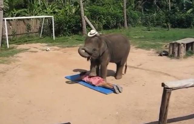 动物园里大象往女子身上踩去,游客吓得尖叫,得知真相乐了