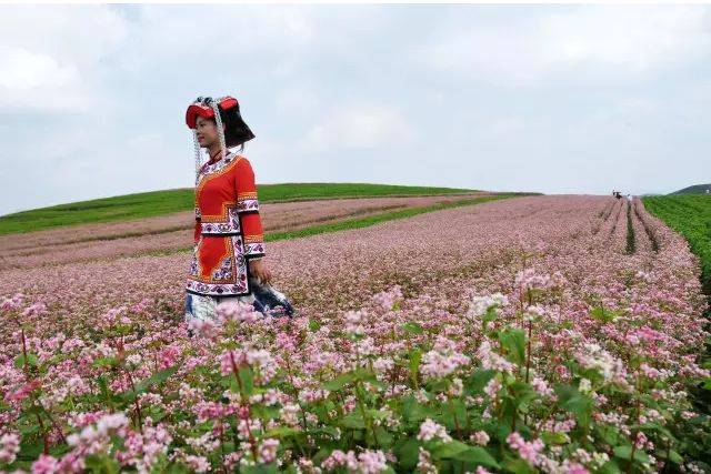 贵州威宁总人口_贵州威宁草海图片