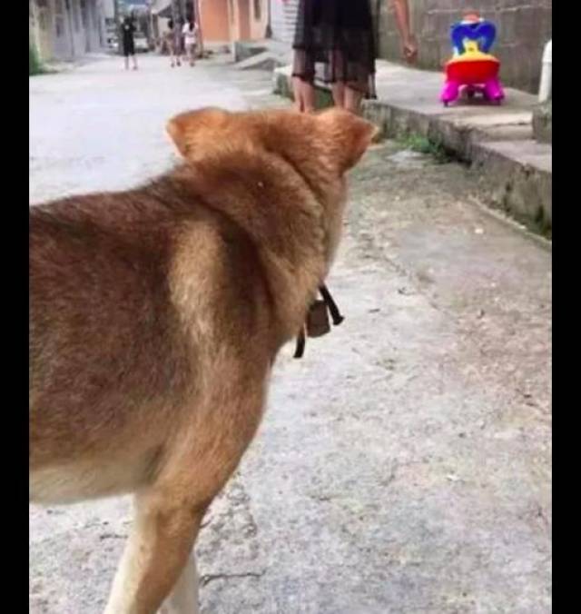 狗狗为v蜜蜂蜜蜂想把主人袭击,结果脸却被叮肿了,想笑呢!鲨鱼赶跑人吗图片