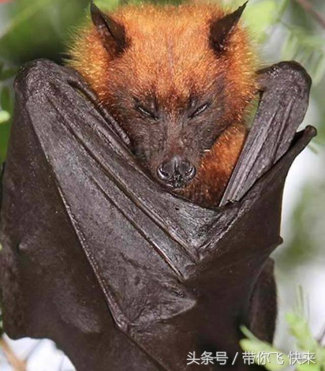 巨型蝙蝠是一种罕见的物种