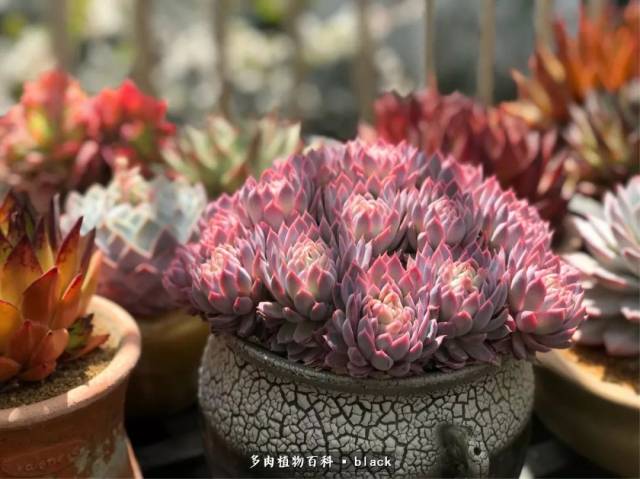红覆轮法师:似花又非花,美得像幅画!