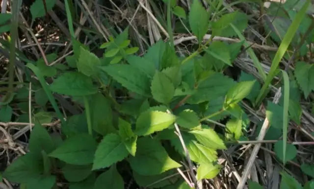 苦菜是中国人最早食用的野菜之一.苦菜又叫"将军菜","红军菜".