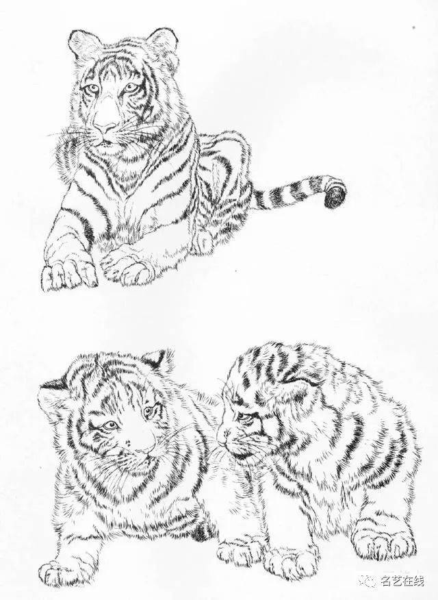 工笔画老虎的绘画过程技法 (附高清白描虎60幅)