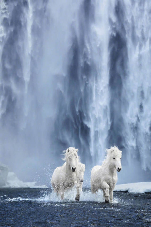 摄影师在冰岛拍摄的白马,一匹匹白马像是神话中的神兽