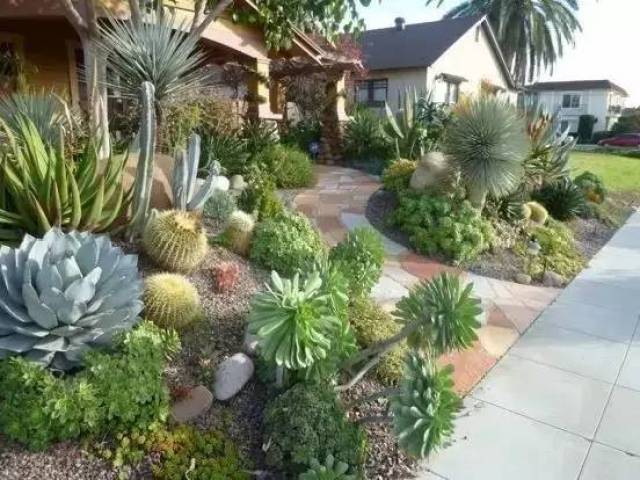 50款 · 多肉植物景观造型场景应用