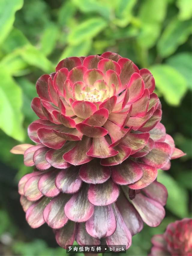 红覆轮法师:似花又非花,美得像幅画!