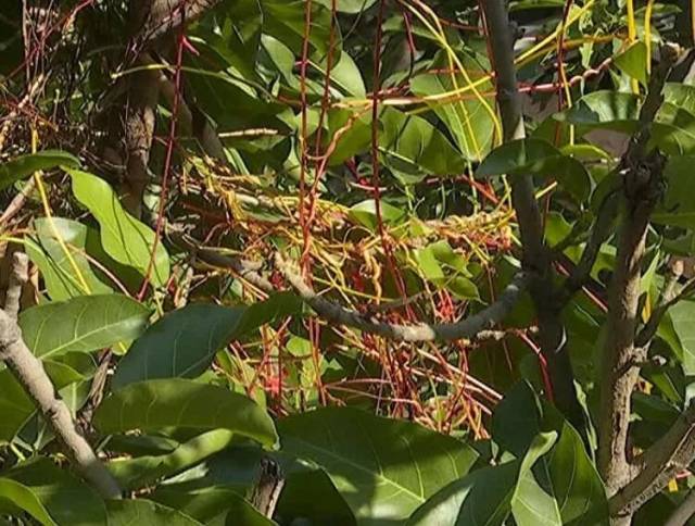 植物界的"吸血鬼"!攀枝花竟然还这么多!西区城管局做出行动