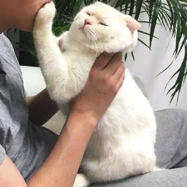 生活终于对我这只小猫咪下手了