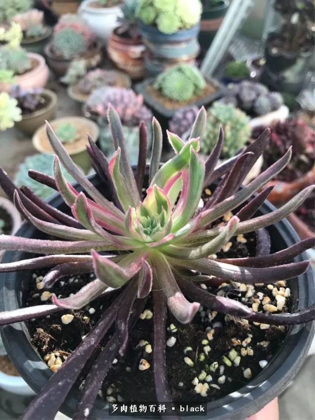 红覆轮法师:似花又非花,美得像幅画!