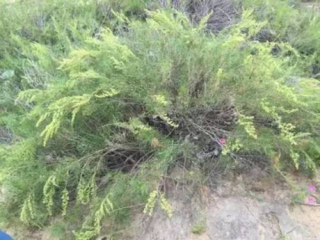 七月蒿草漫天的锡林郭勒,谁懂我会呼吸的痛?