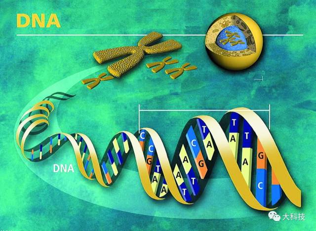 所有的基因都排布在dna上.
