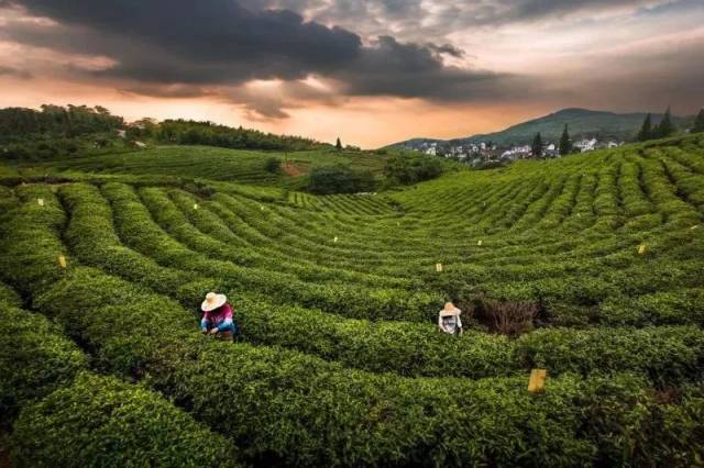 ▽来黄龙岘金陵茶文化旅游村感受茶香四溢.