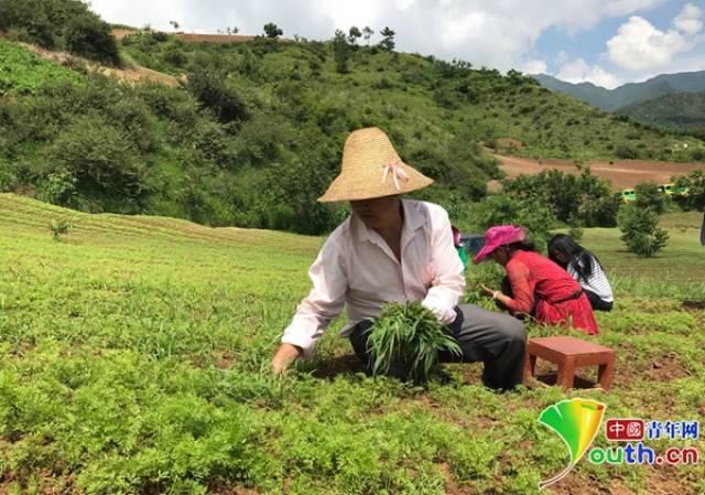 【脱贫攻坚在行动】旱地变身增收良田 烈日当空农民"紫玉萝"地里拔草