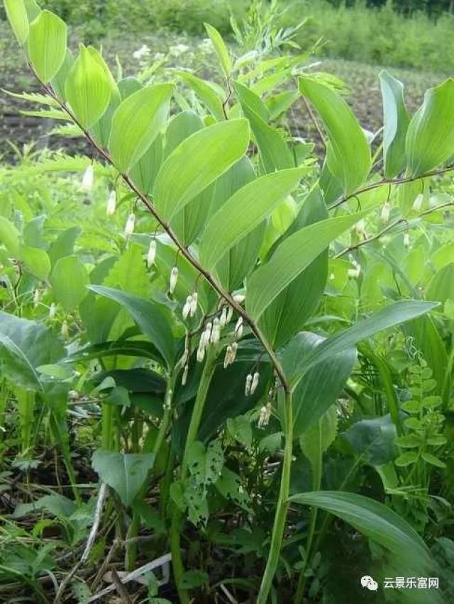 农村山林里的这种植物,是广东人煲凉茶必不可少的一种