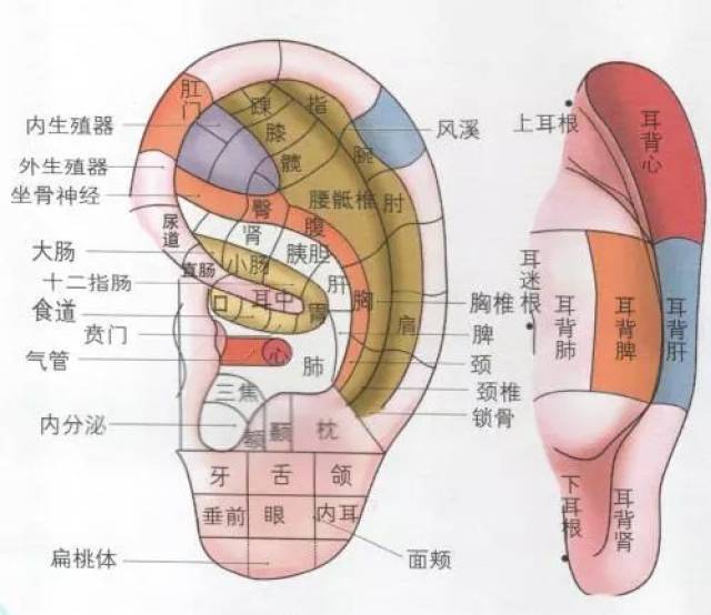 耳朵与经络,脏腑有着密切的关系,各脏腑组织,器官在耳部均有相应的