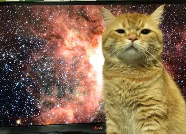 铲屎官正在收看宇宙类电视节目,猫咪跑了过来.