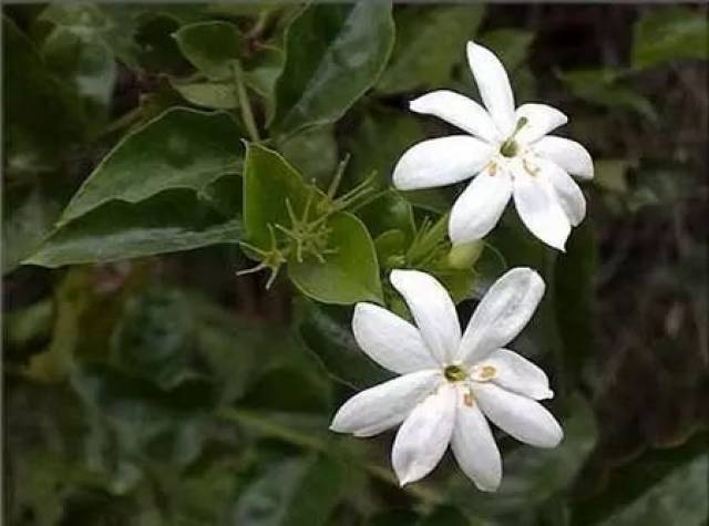 2,毛茉莉 宠派养花大全 毛茉莉原产印度,是印尼的国花,别称毛萼素馨