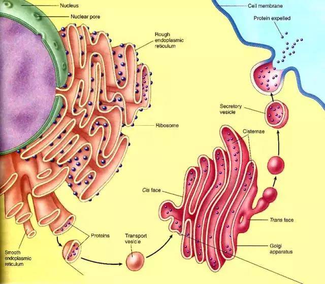 内质网可以 "出芽"形成囊泡,包裹着要运输的蛋白质到达高尔基体,并