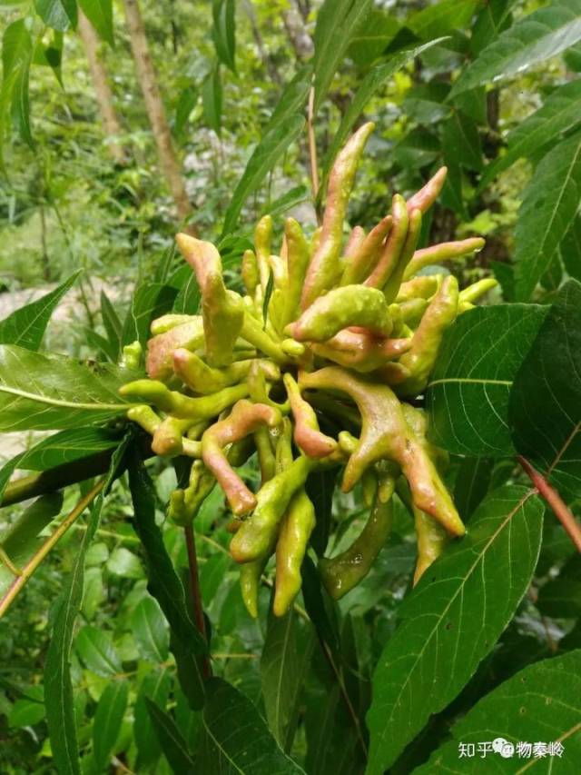 秦岭南麓采药体验游记