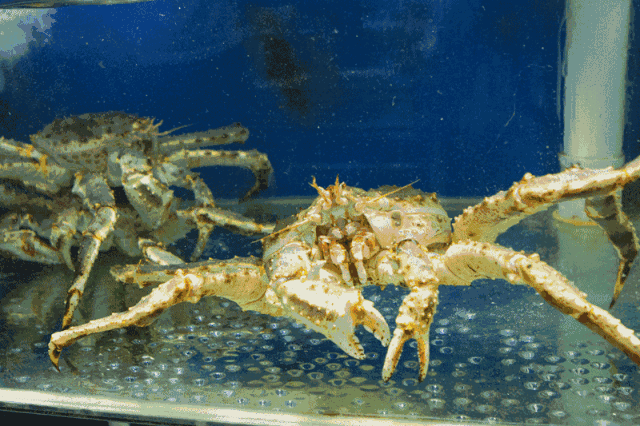 动物 海底 海底世界 海洋馆 甲壳类 水族馆 640_426 gif 动态图 动图